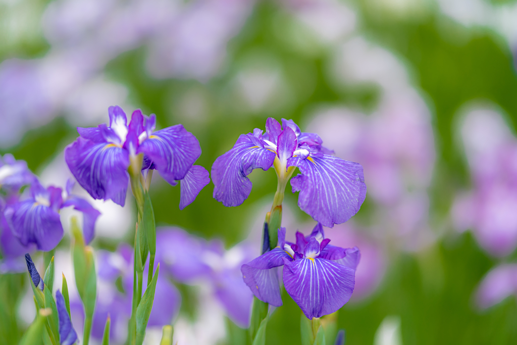 堀切菖蒲園へ行こう！・・・深緑の中の紫