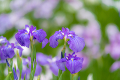 堀切菖蒲園へ行こう！・・・深緑の中の紫