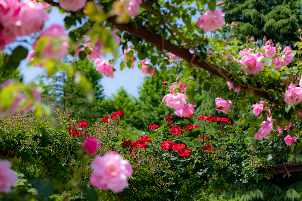 バラ・Pink②