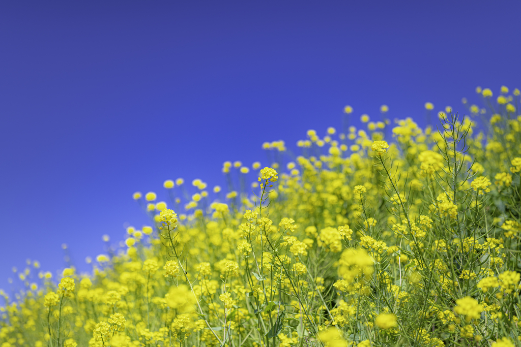 菜の花と青空＾＾￥