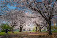 桜2020⑨ 桜の空間＾＾￥