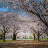 桜2020⑨ 桜の空間＾＾￥