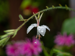 雨に耐え忍ぶ　小さき花