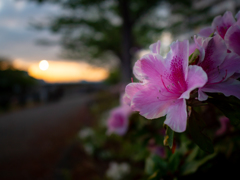 夕暮れつつじ！