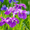 足立区　しょうぶ沼公園の菖蒲・紫＾＾￥