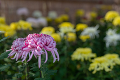 亀戸天神 菊まつり ①