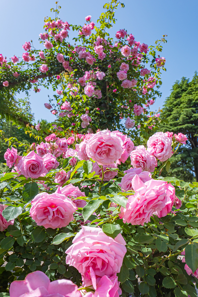 GWの薔薇公園からピンク＾＾￥