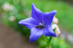 雨の前には単焦点でお花の写真⑦