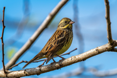 手賀沼　野鳥②