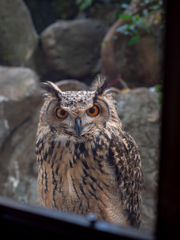 そば屋のフクロウ？