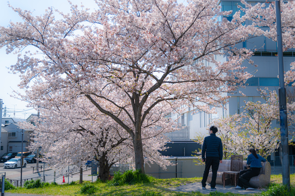恋人たちと桜＾＾￥