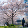 恋人たちと桜＾＾￥