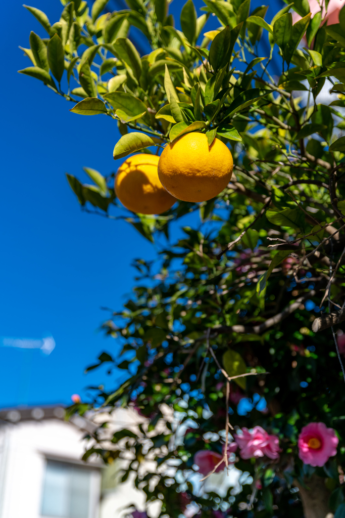 年末の快晴な日の実と花