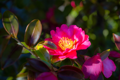 山茶花＾＾￥