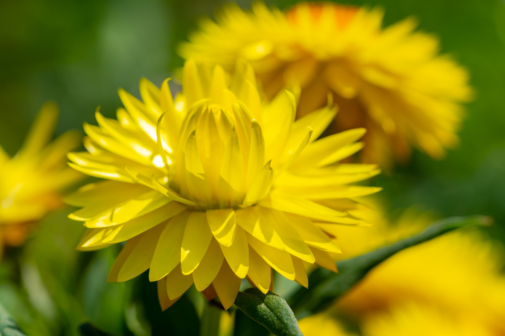初マクロ撮影の花５
