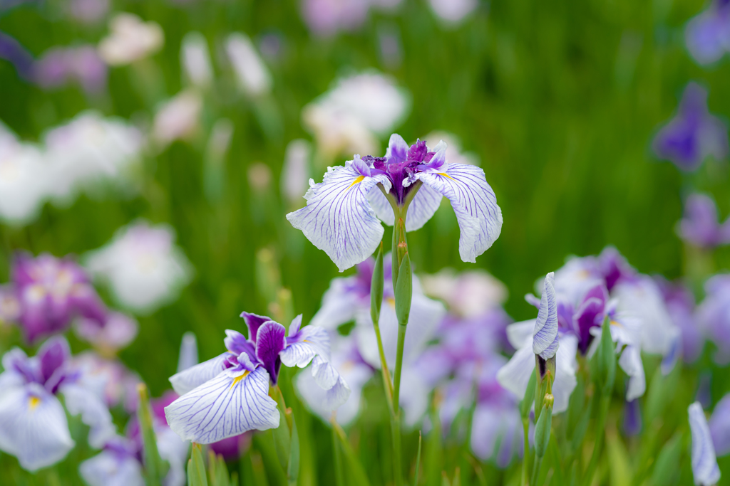 堀切菖蒲園へ行こう！・・・白紫の花