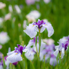 堀切菖蒲園へ行こう！・・・白紫の花