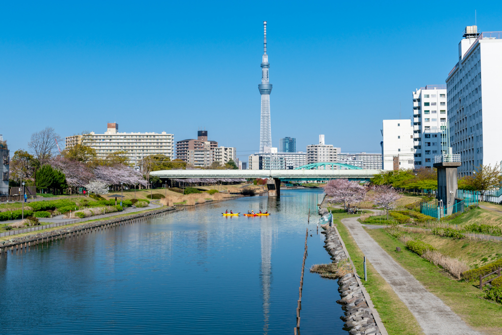 桜と東京スカイツリー１