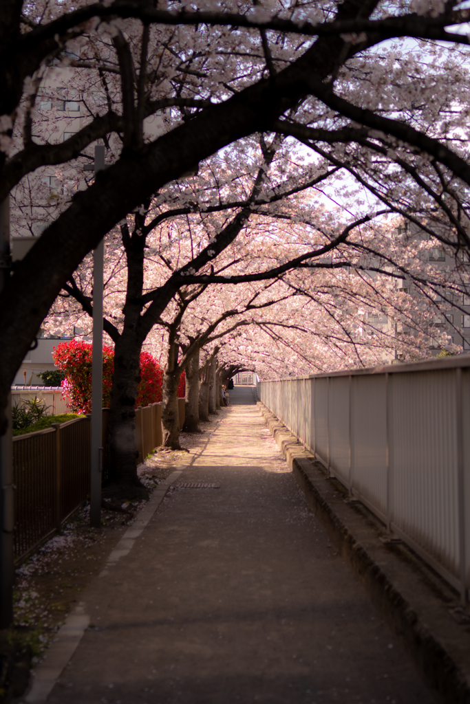 桜の小道トンネル　光！