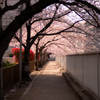 桜の小道トンネル　光！