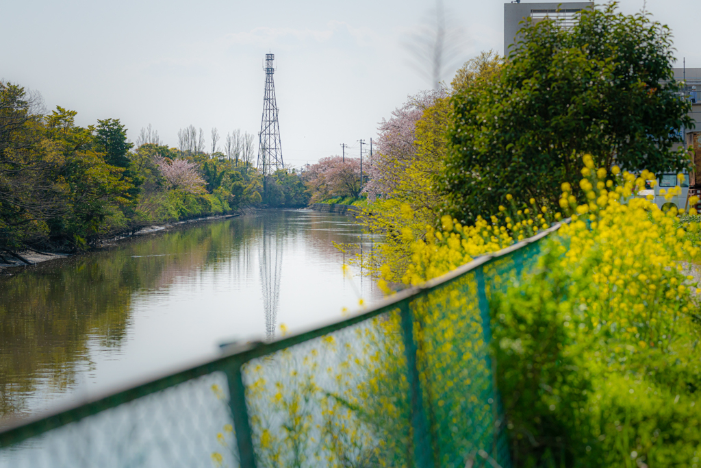 鉄塔と川際の菜の花＾＾￥