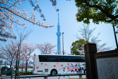 スカイツリーと桜と桜バス