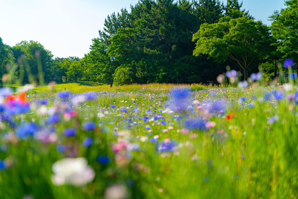 早朝の花畑