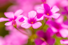 初マクロ撮影の花７