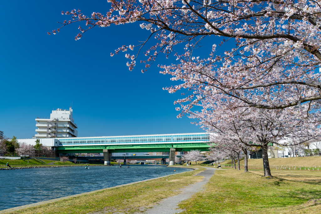 川沿いの桜の並木道