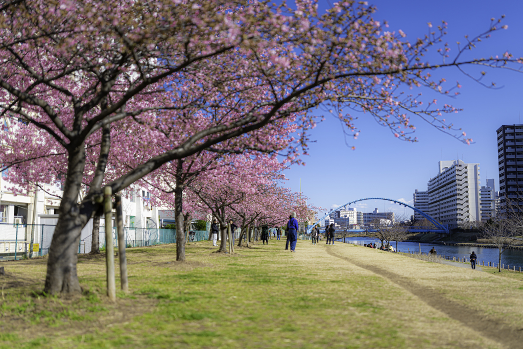 超春日和＾＾￥河津桜③