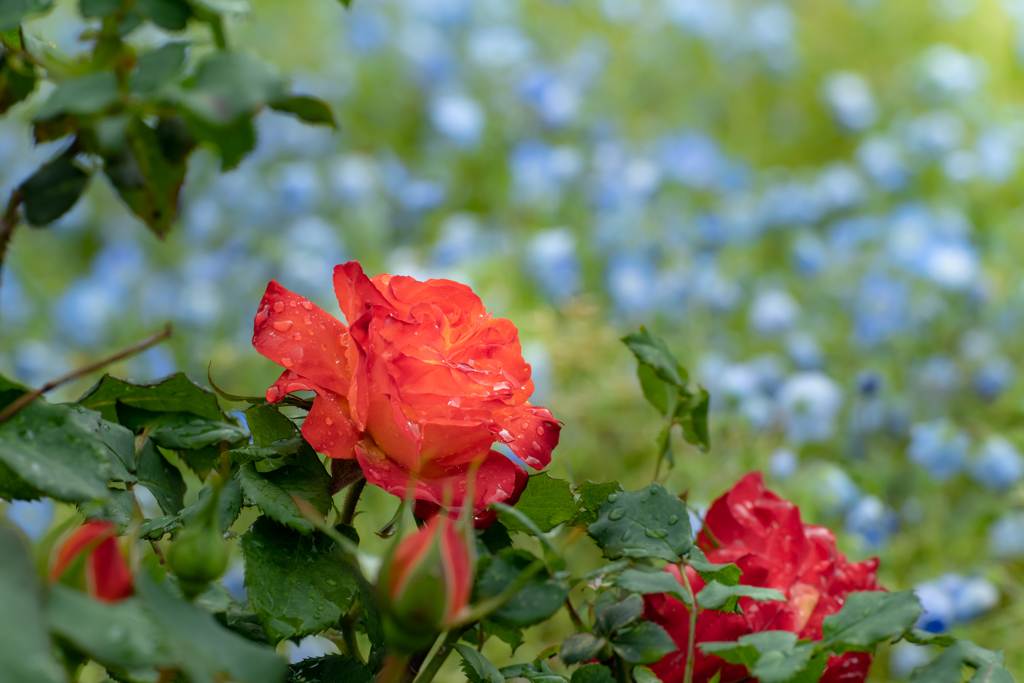 雨上がり・薔薇