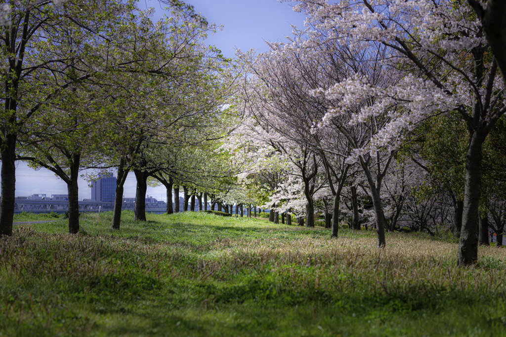 桜2020⑦　桜の奥行＾＾￥