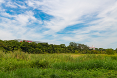 東京港野鳥公園②