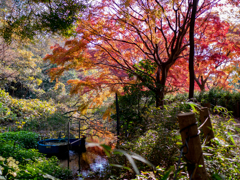 秋本番③ 紅葉とジュンサイと沼と！