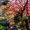 秋本番③ 紅葉とジュンサイと沼と！