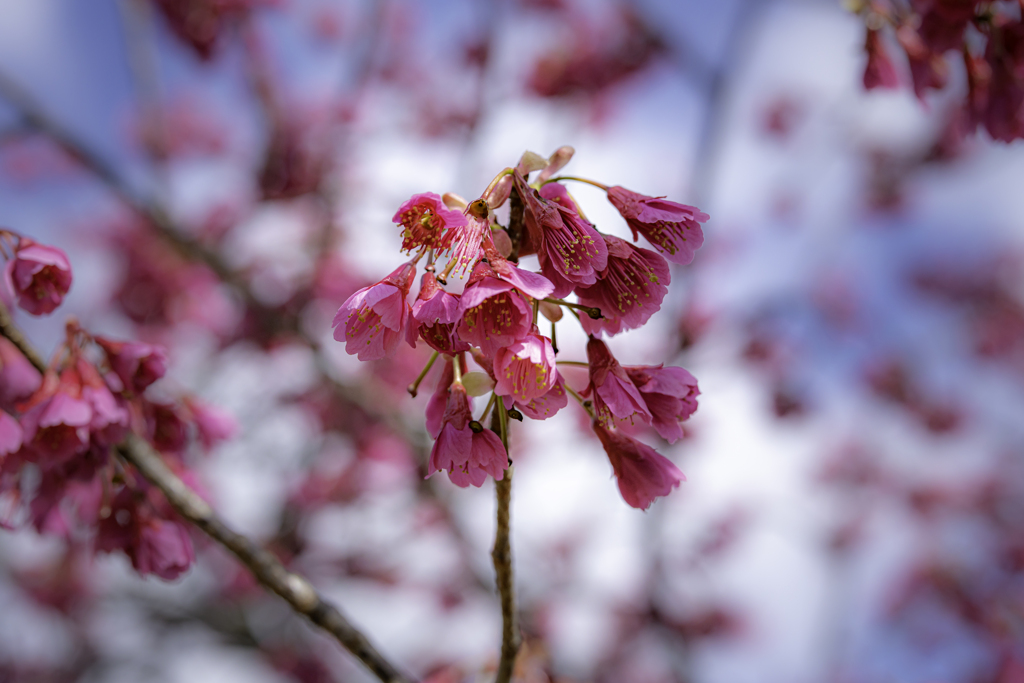 春空と緋寒桜＾＾￥