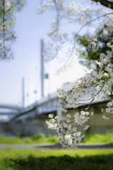 桜2020⑥　桜と陸橋＾＾