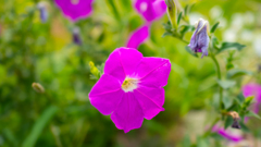 単焦点レンズを購入したので試し撮り①