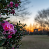 夕暮れと花