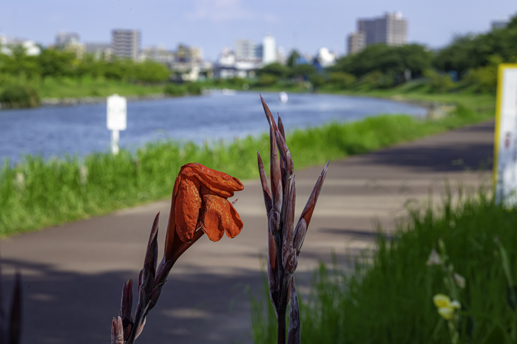 炎天下・赤い花