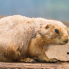 上野動物園⑥