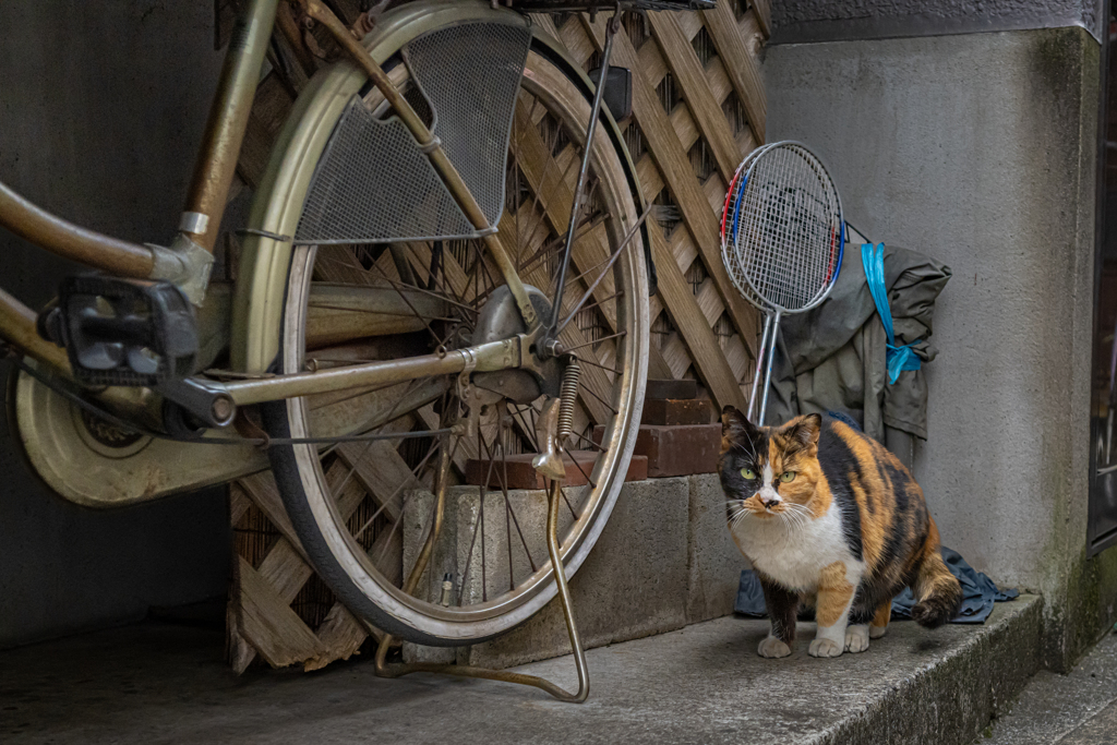 野良ってこういう場所好きですよね！＾＾￥