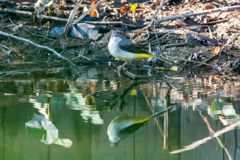 水面に映る　キセキレイの姿