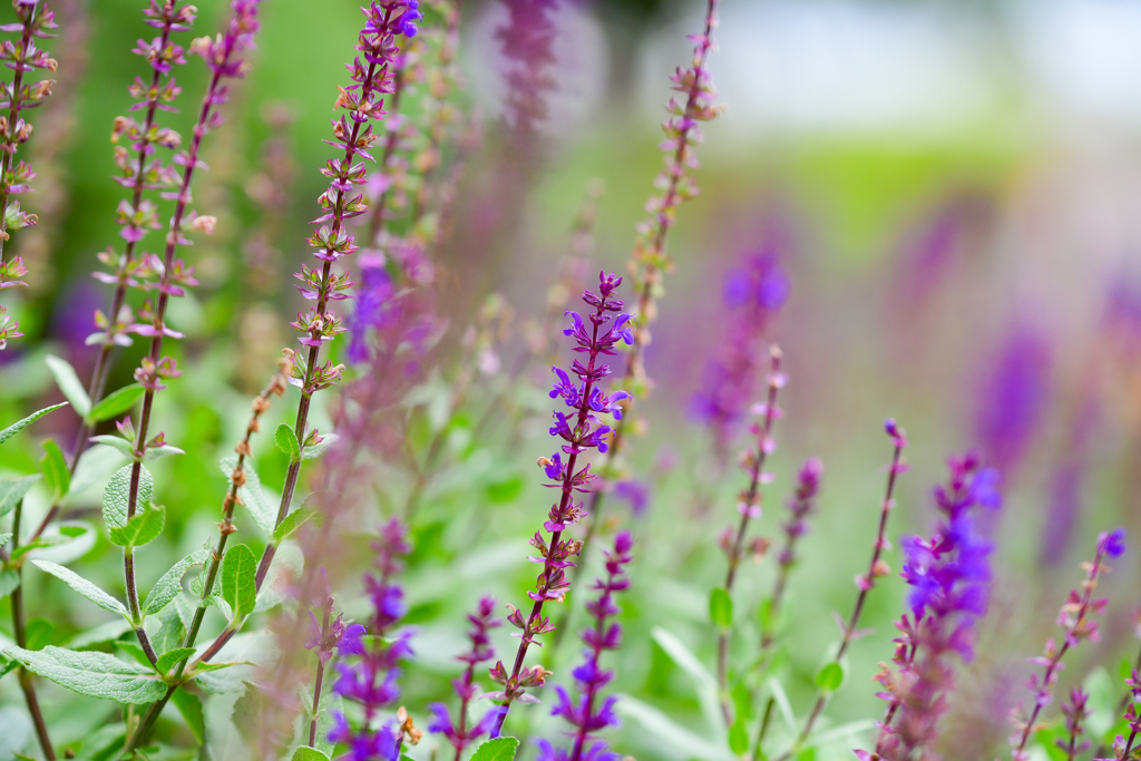 台風の直撃の前のマクロ①