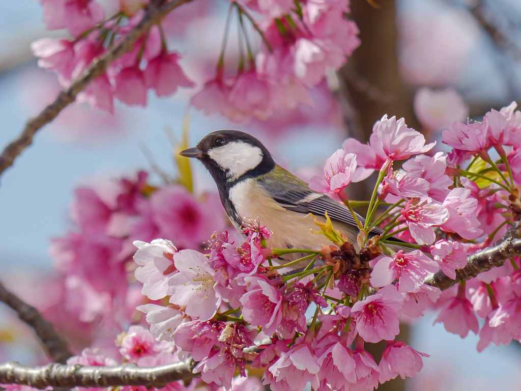 終盤の河津桜　メジロだけじゃないよ＾＾￥