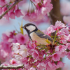 終盤の河津桜　メジロだけじゃないよ＾＾￥