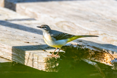 これ何て名前の野鳥なんでしょうか？