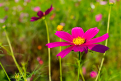 秋の花々も美しいですね！4