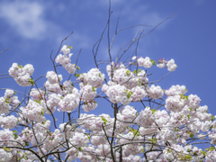 春のボタン桜＾＾￥