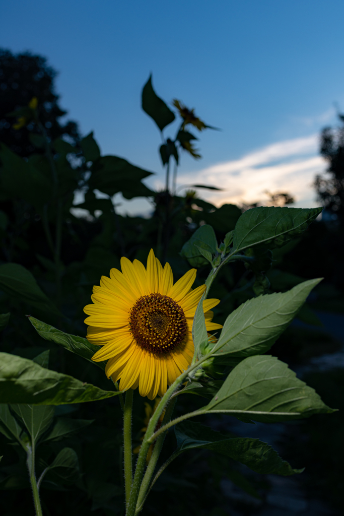 夕暮れひまわり！①